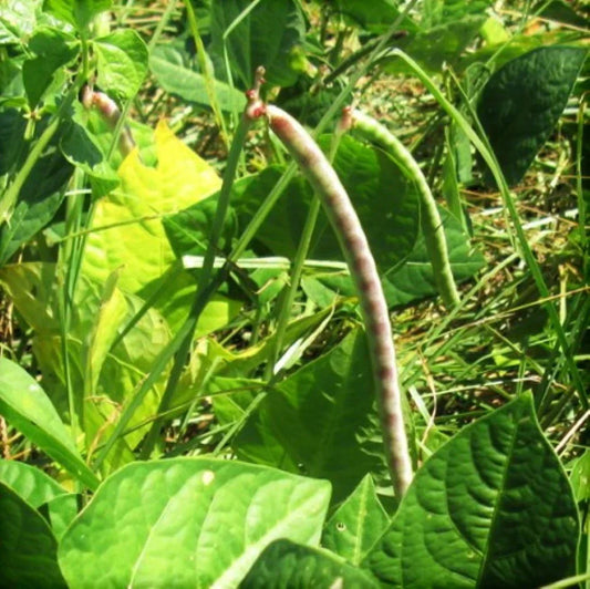 Iron and Clay Cowpea Seeds – Pack of 100 – Vigna unguiculata – Cover Crop for Soil Improvement and Erosion Control