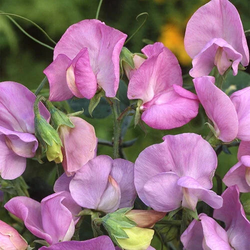 Royal Lavender Sweet Pea Seeds | Pink & Purple Flowers | Lathyrus odoratus | Climbing Vine for Gardens & Borders