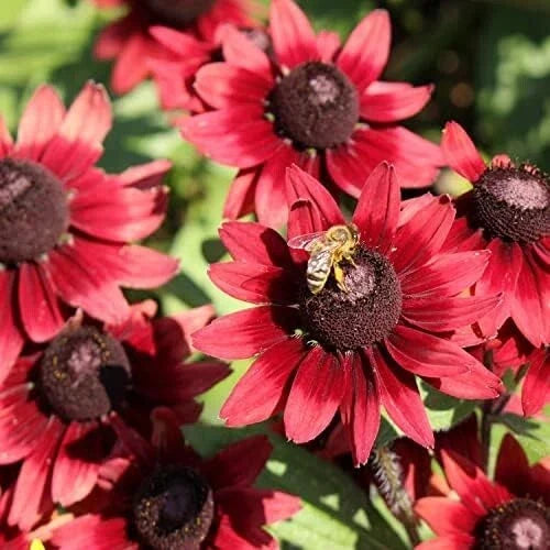 Cherry Brandy Black-eyed Susan Seeds - 200+ Pack - Rudbeckia hirta - Vibrant Red & Yellow Garden Flower Seeds