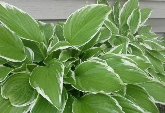 Hosta Bareroot Plant - Undulata Albomarginata - White-Edged Foliage Perennial - Hosta 'Undulata Albomarginata'