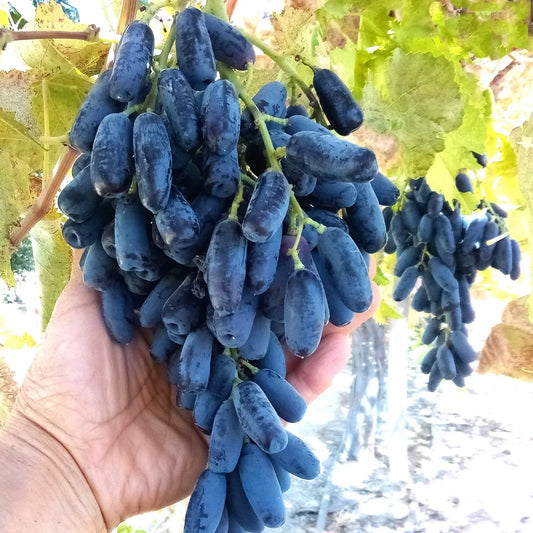Lady Finger Black Seedless Vine Plant - Moon Drop Table Grape Vitis vinifera Bare Root Trailing Grape Plant