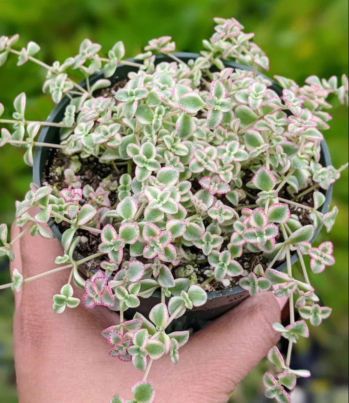 Sedum 'Little Missy' Succulent Live Plant 4" Bare Root, Drought-Tolerant Ground Cover, Indoor/Outdoor Garden Decor