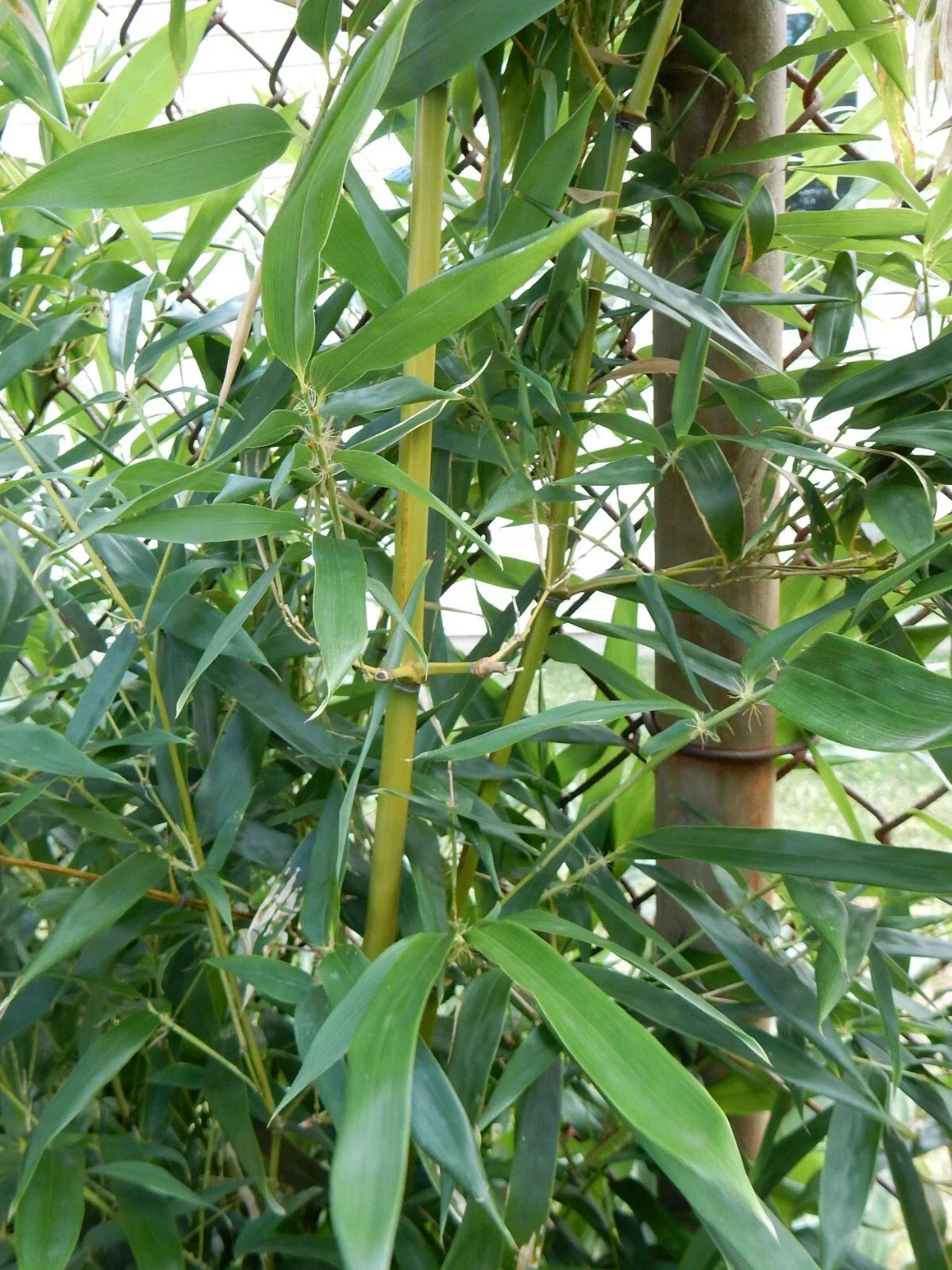Fargesia Robusta Wolong Bamboo Plant - 12-Inch Clumping Hardy Bamboo for Privacy, Garden, Landscape, Container