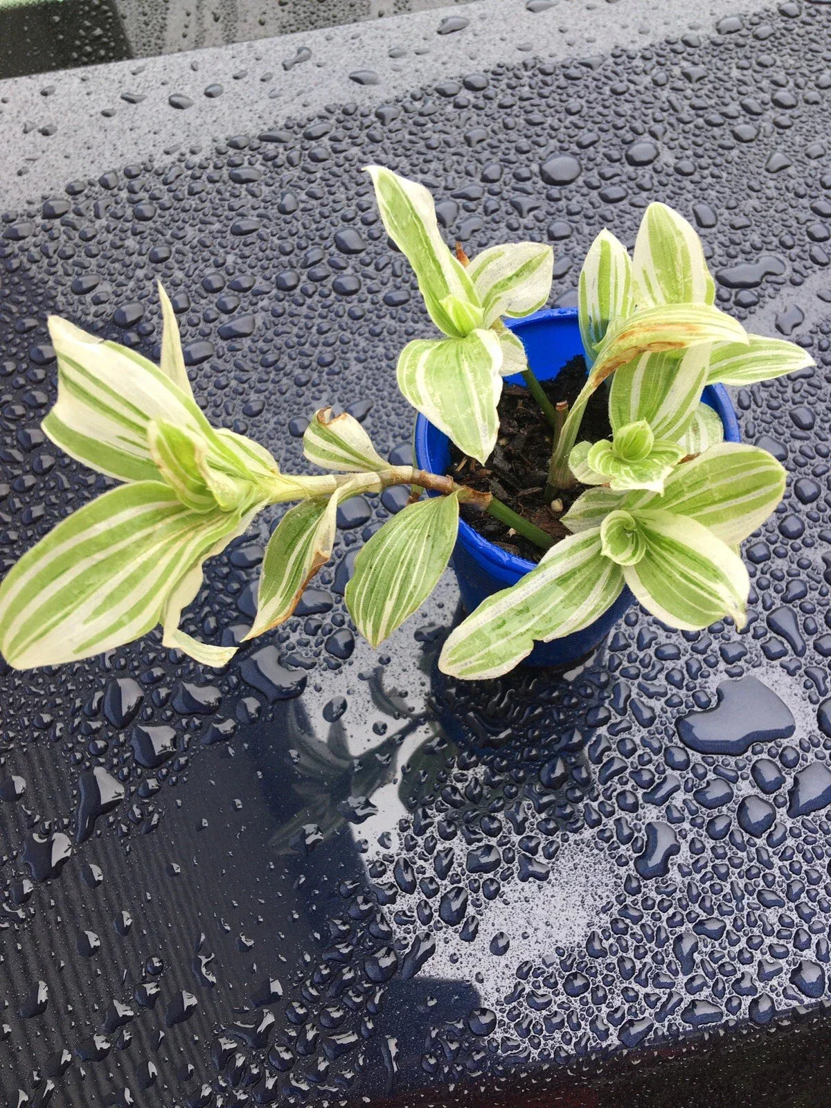 Tradescantia Albiflora Starter Cutting - Variegated Green and White Foliage Indoor Houseplant