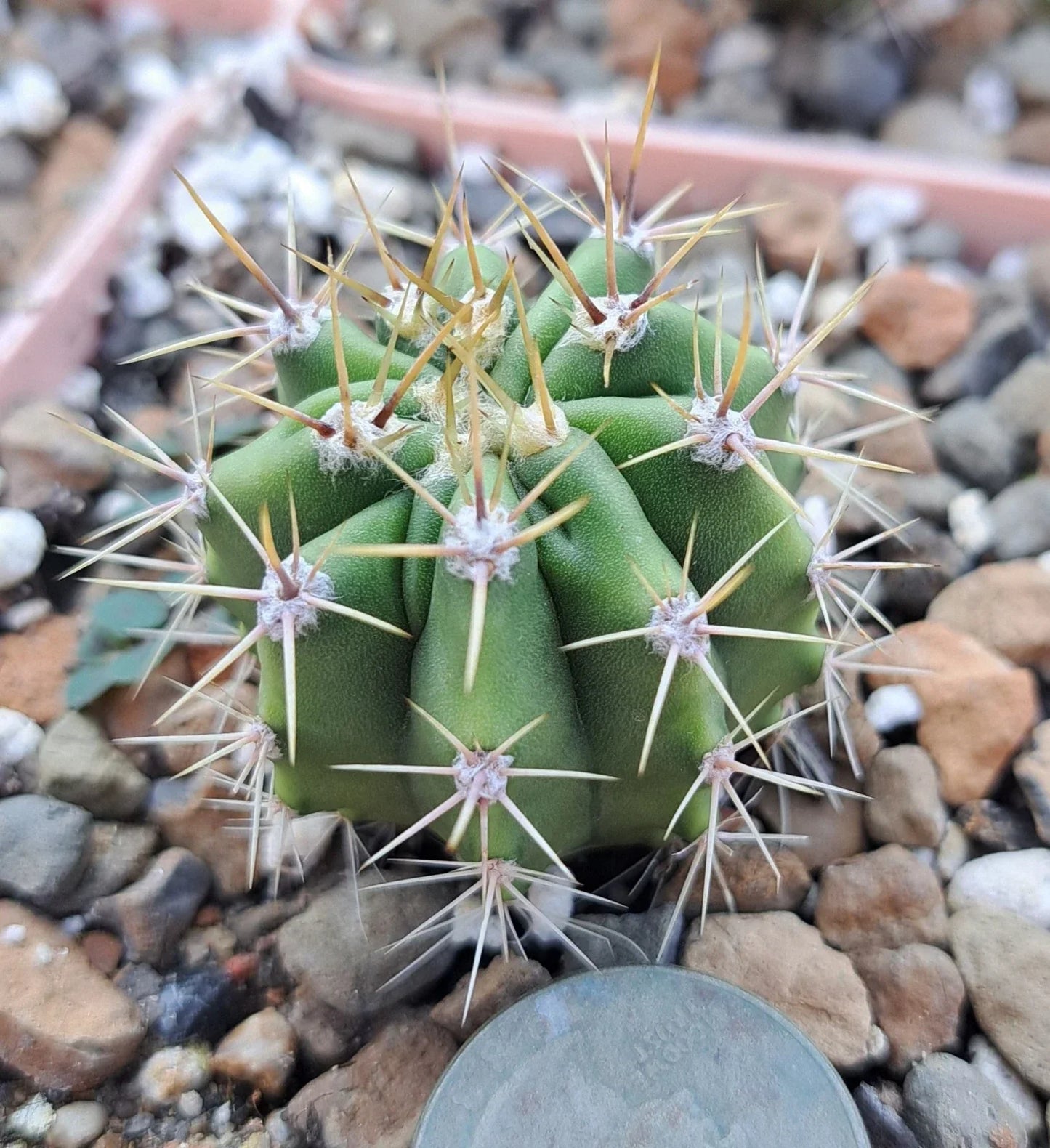 Ferocactus Robustus Bare Root Cactus | Drought-Tolerant Succulent for Desert Gardens & Indoor Decor