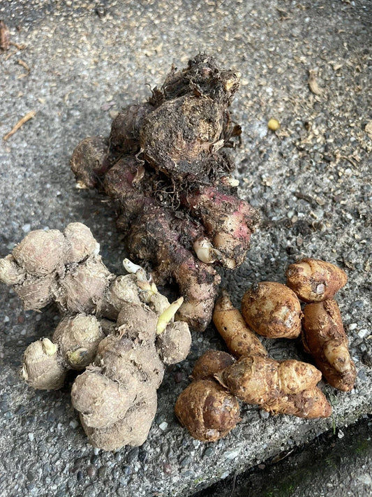 Indonesian Ginger Roots Set – Red, Black & Aromatic Zingiber spp. for Garden Planting, Culinary Use, Outdoor & Indoor Gardens