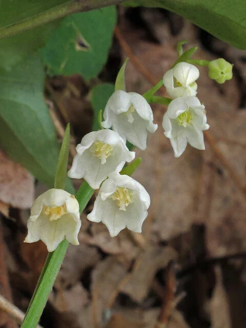 Lily of the Valley Bulbs 5-Pack – Convallaria Majalis Perennial Flowering Plant for Gardens and Spring Blooms