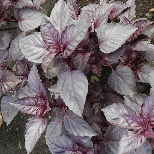 Dark Opal Basil Seeds | Heirloom Non-GMO | Culinary Herb | Ocimum basilicum 'Dark Opal' | 100 Seeds