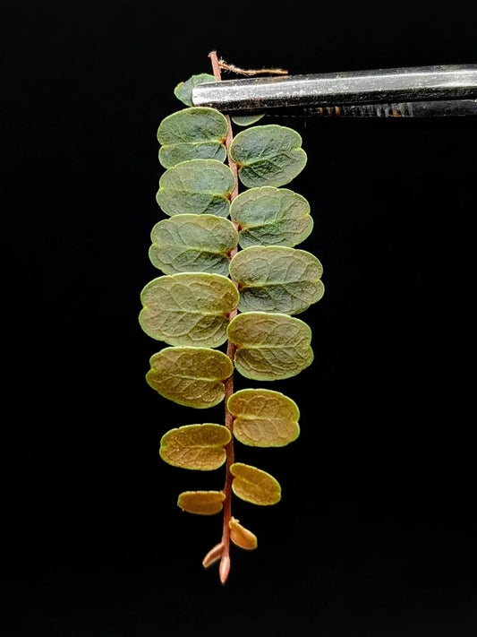 Marcgravia sp. Mendez Cutting - 10-Leaf Terrarium Plant for Indoor Gardening - Humid Environment Friendly