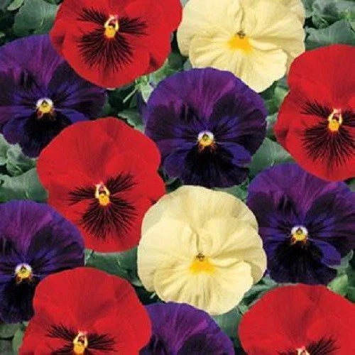 Pansy Seeds 50 Count Delta Wine & Cheese Mix Viola x wittrockiana Garden Flower Seeds for Borders & Containers