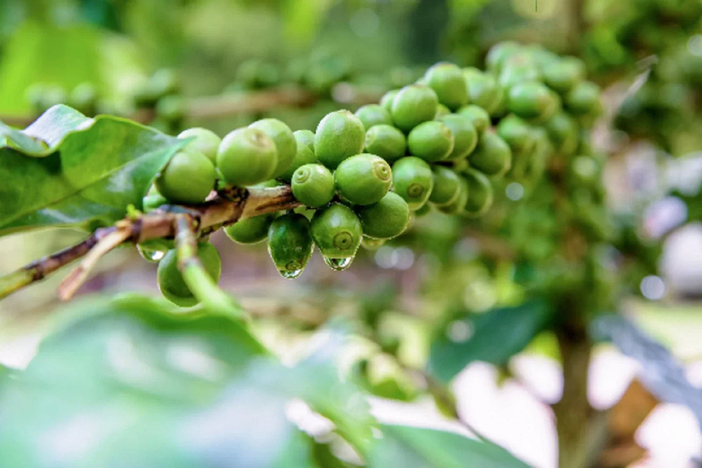 Dwarf Arabica Coffee Plant Seeds - 10 Pack | Coffea catura Indoor Coffee Tree for Home Growing