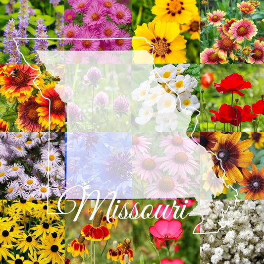 Missouri Wildflower Seed Mix 1/2LB Bulk Native Wildflowers for Gardens, Covers 2000 sq ft, Colorful Blooming Plants, Supports Pollinators