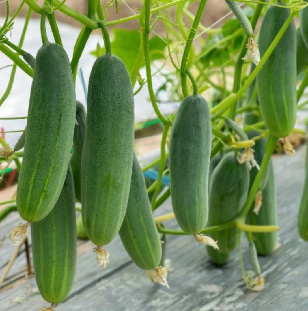 Marketmore 76 Cucumber Seeds | Non-GMO Heirloom Variety for Slicing & Pickling | Cucumis sativus | 200 Seeds