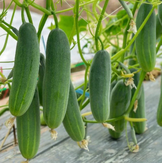 Marketmore 76 Cucumber Seeds | Non-GMO Heirloom Variety for Slicing & Pickling | Cucumis sativus | 200 Seeds