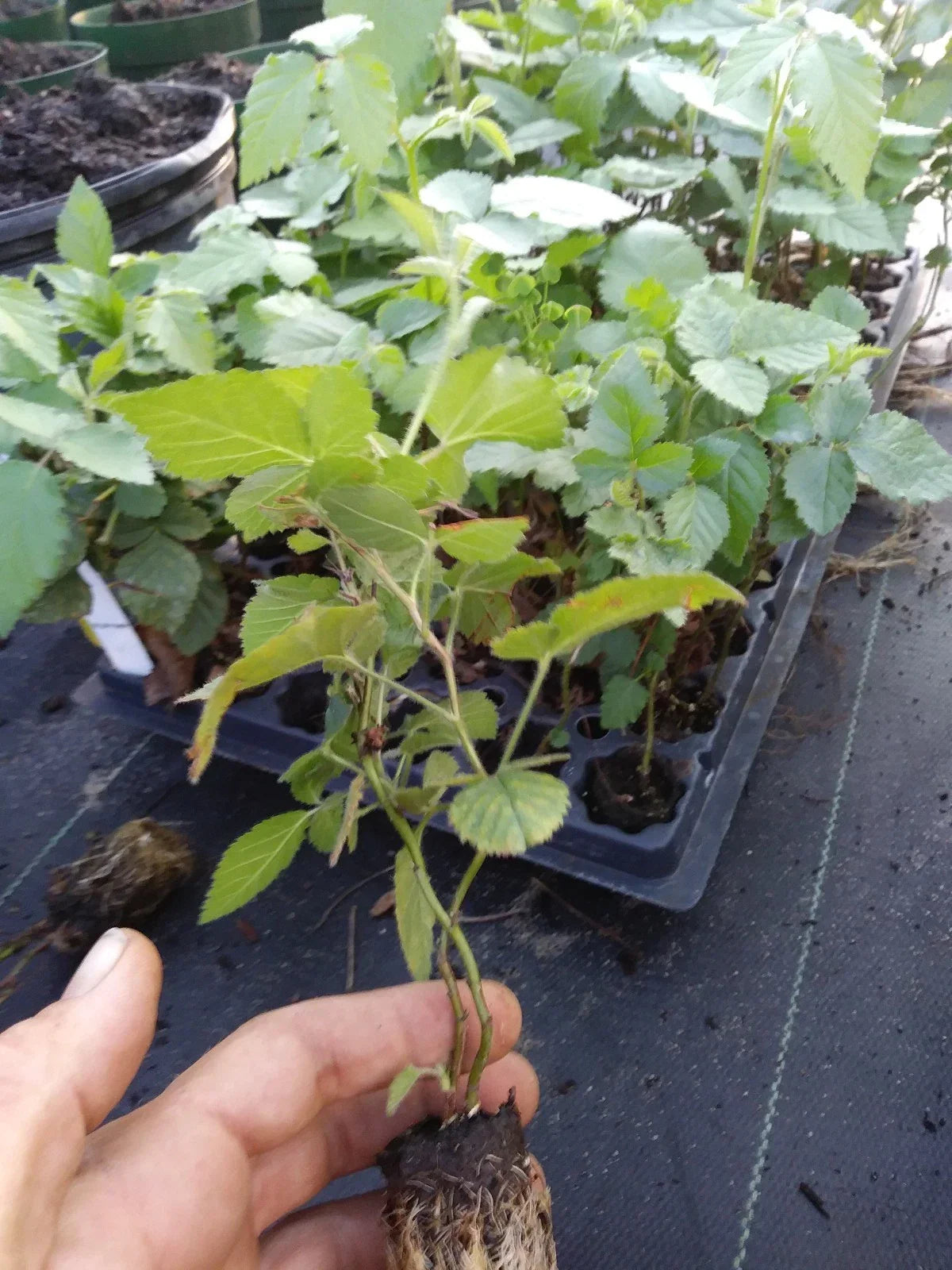 Navaho Thornless Blackberry Plant - 1" Starter - Pesticide Free, Non-GMO - Rubus fruticosus - Edible Fruit for Home Gardens