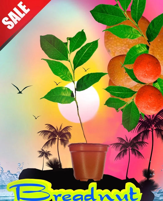 Maya Nut Tree Seedling – Rare Tropical Fruit Plant – Inga edulis – Garden Nursery, Fruit Tree, 3 Feet Tall