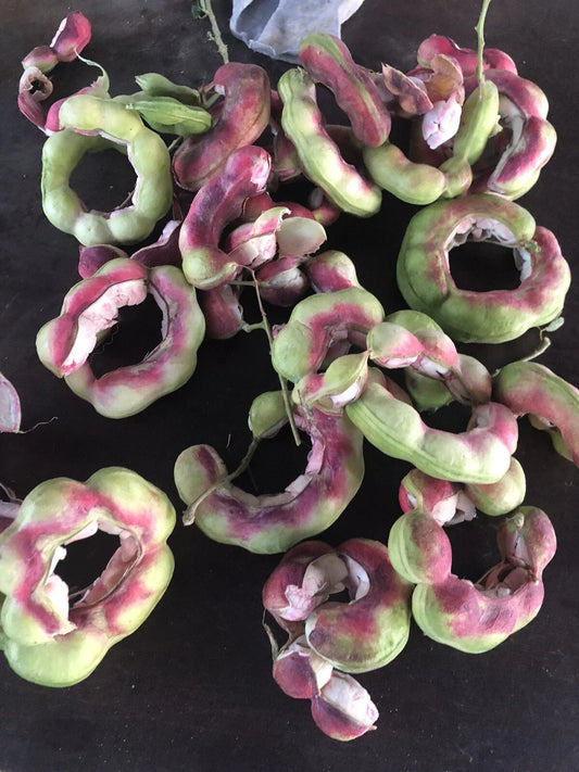 Manilla Tamarind Seeds - 20 Pack Pithecellobium dulce Tropical Fruit Tree for Garden, Orchard, Indoor & Outdoor Planting