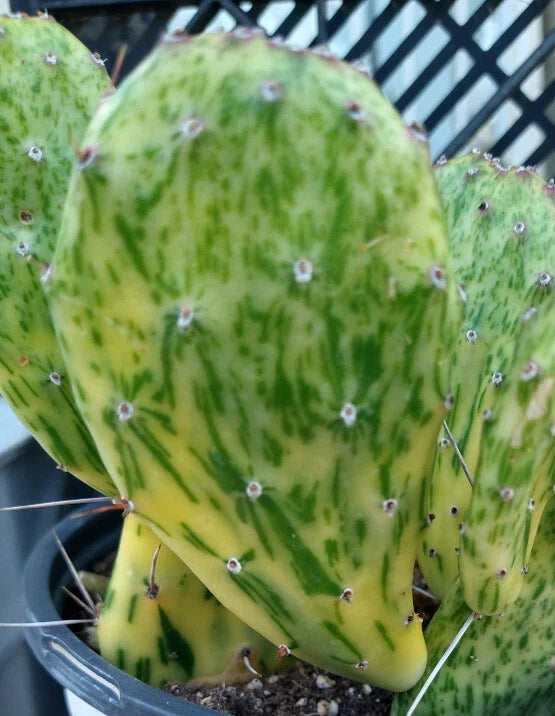 Variegated Prickly Pear Cactus One Pad | Opuntia cochenillifera Variegated Succulent for Indoor & Outdoor Gardens