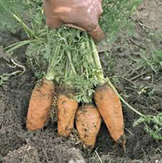Heirloom Carrot Seeds - Danvers Half Long Variety - 50+ Seeds for Salads - Daucus carota, Root Vegetable, Tasty & Easy to Grow