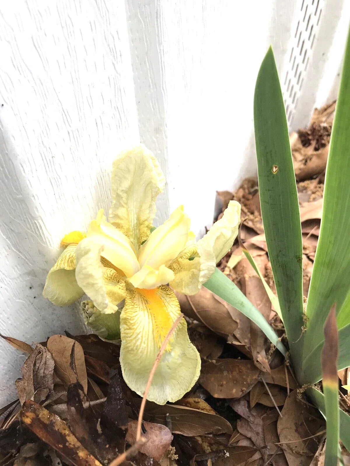 Yellow Iris Rhizomes Bulbs - 4 Perennial Iris germanica Bare Root Plants for Borders, Garden, Landscape