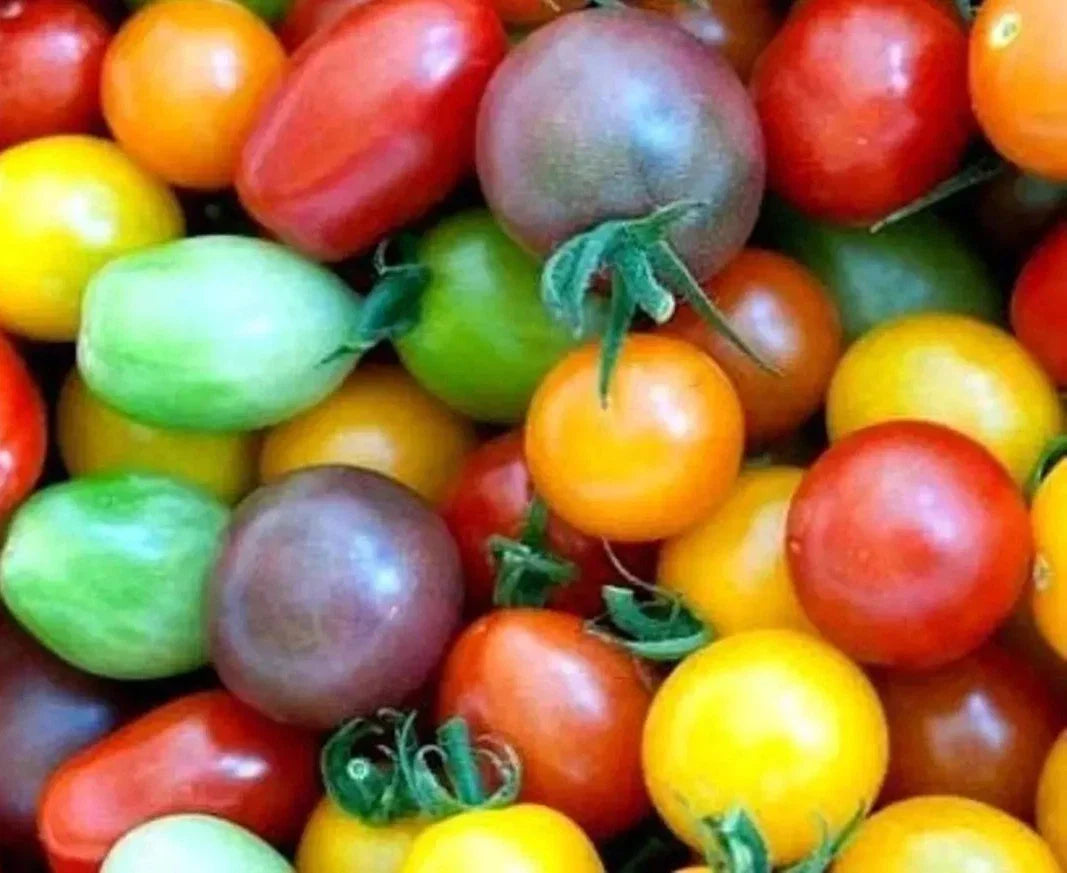 Rainbow Cherry Tomato Seeds - Organic Non-GMO Heirloom, 60+ Colorful Cherry Tomato Seeds for Container & Garden Planting