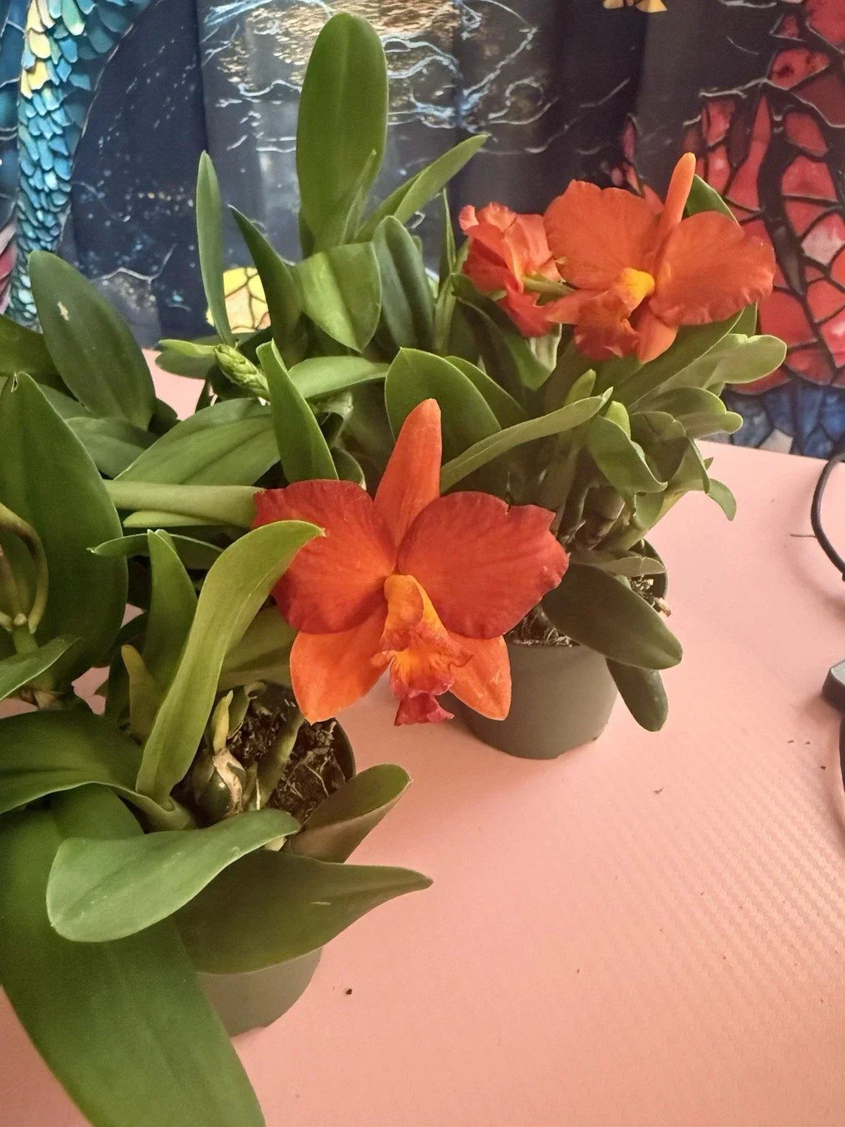 Cattleya Orchid Plant Bare Root with Buds - Vibrant Blooming Epiphytic Orchid Cattleya spp.