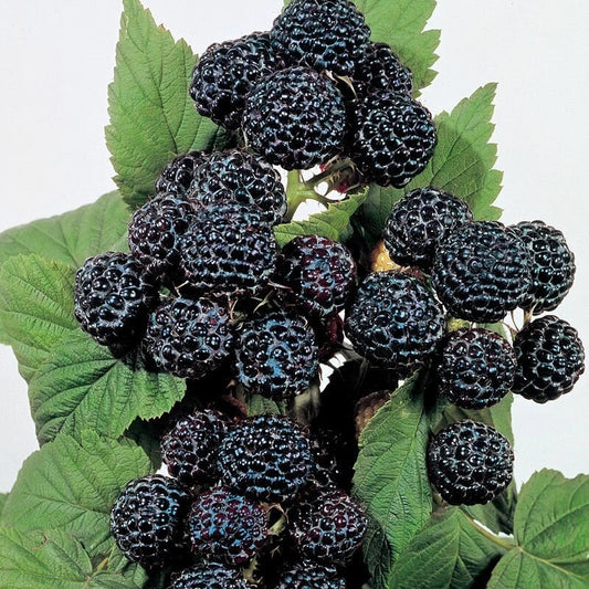 Jewel Black Raspberry Plant - Live Rooted Starter - Self-Pollinating, Berries, Rubus occidentalis, Zones 4-8