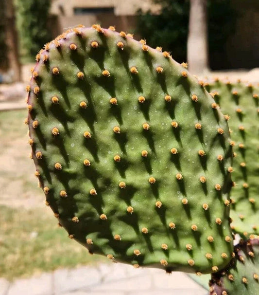 Opuntia Lubrica Prickly Pear Cactus Pad Segment Cutting - Live Succulent Plant for Drought-Tolerant Gardens