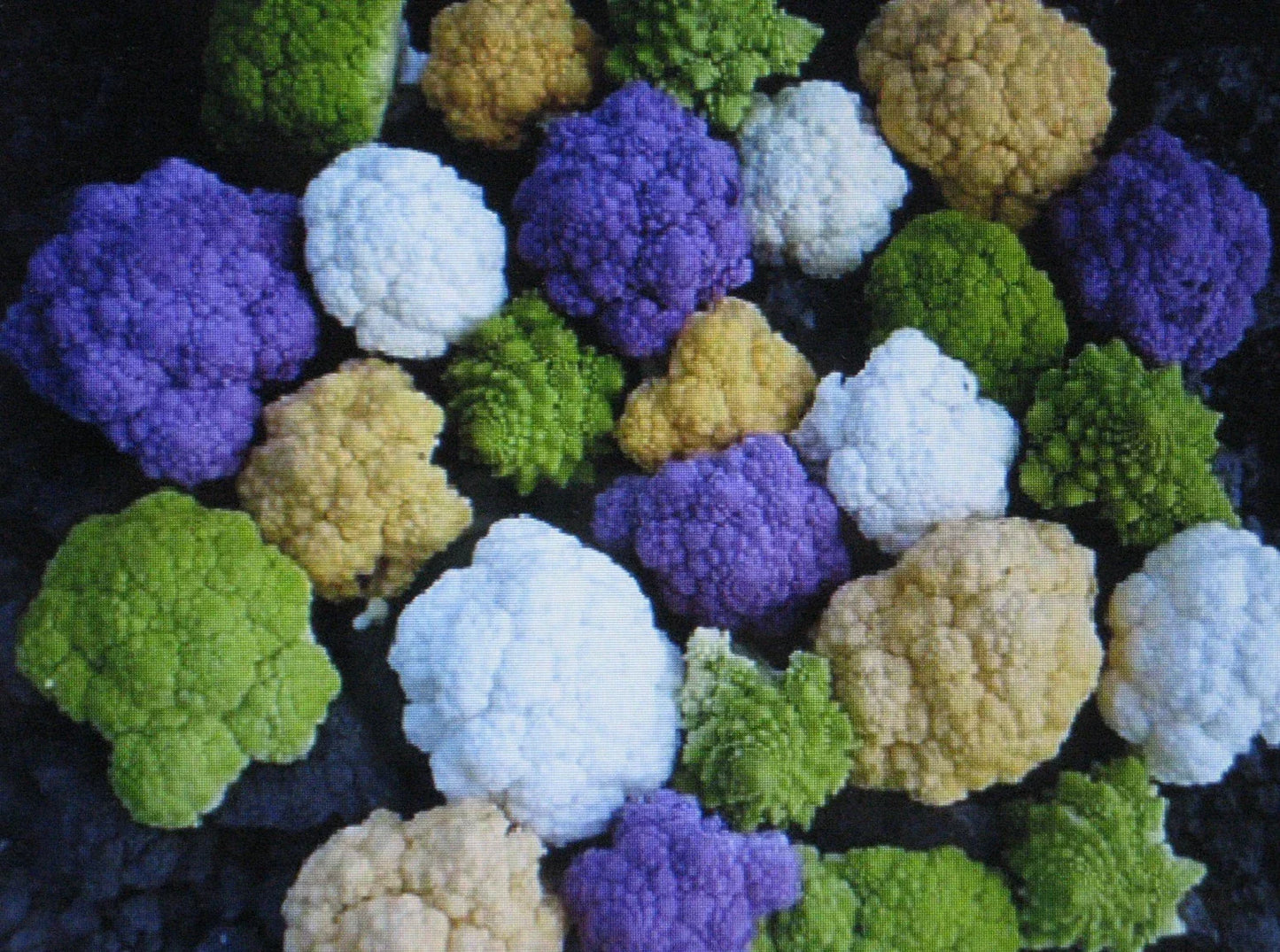 Bulk Rainbow Blend Cauliflower and Broccoli Seeds - Mixed Colors, 1000 Seeds, Brassica oleracea, Vibrant Vegetable Seeds for Garden Planting