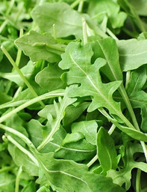 Organic Roquette Arugula Seeds - 500+ Non-GMO, Garden Green, Eruca sativa, Salad & Culinary Greens, Fast Germination