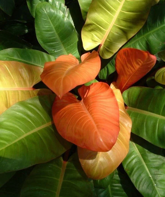 Philodendron Prince of Orange Live Plant 3-Inch Pot Tropical Indoor Outdoor Foliage, Orange and Green Leaves