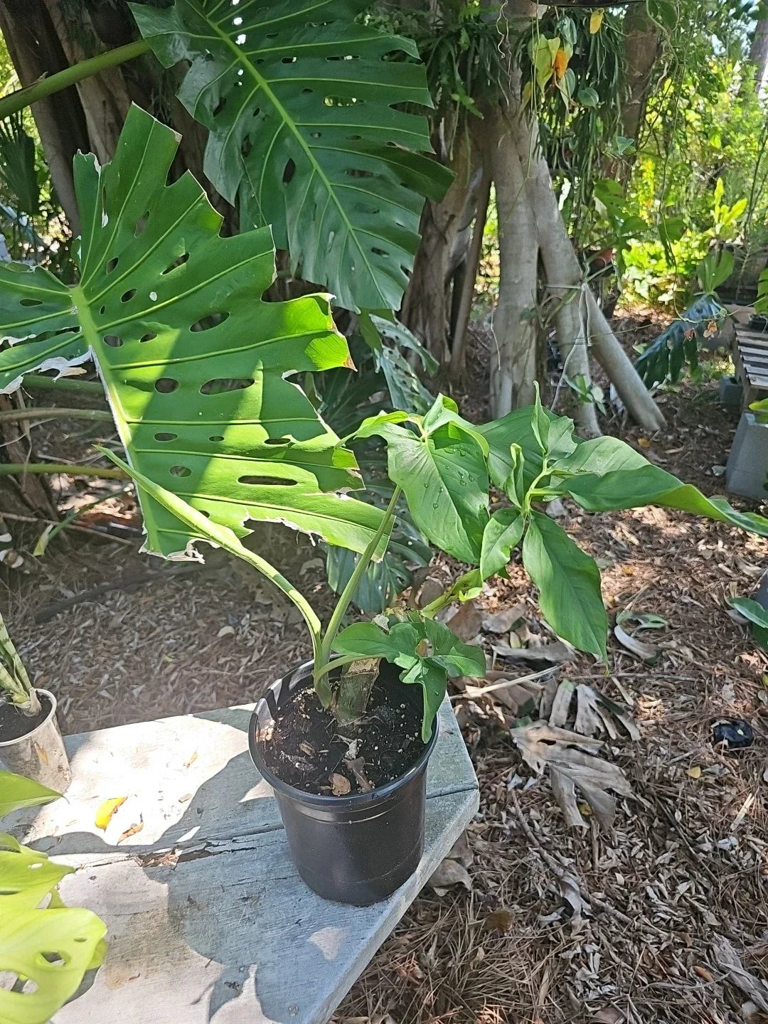 Syngonium Plant Mature Leaf Green Large Stem - Syngonium Podophyllum Houseplant - Arrowhead Plant