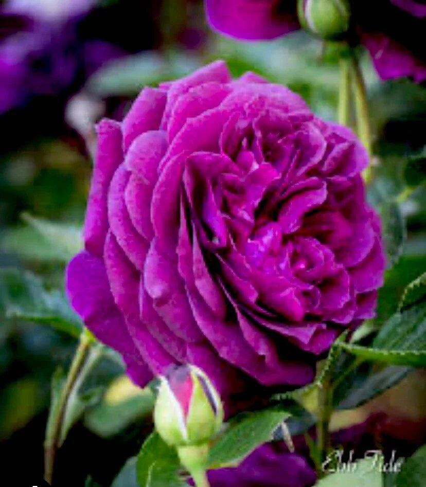 Velvet Magenta Fragrant Rose Cuttings - 6 Inch, 5 Pack Rosa 'Velvet Magenta' for Garden, Borders & Indoor Arrangements