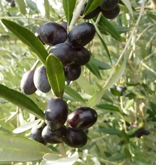 Leccino Olive Seeds - 10+ Premium Olea europaea for Garden Planting, Mediterranean Dishes, Home Growers, Fast Shipping