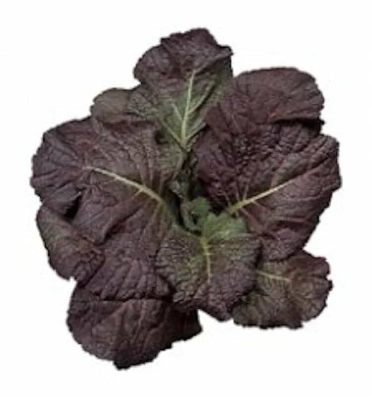 Red Giant Mustard Seeds - Heirloom Non-GMO Brassica Juncea Organic Gardening Seeds for Salad, Stir-Fry & Garnishes