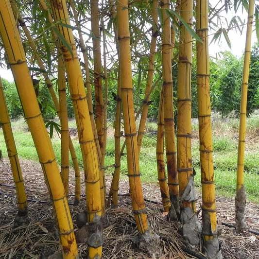 Hawaiian Gold Bamboo Seeds - Clumping Privacy Screen, Garden Border, Bambusa vulgaris 'Wamin' - 50 Seeds
