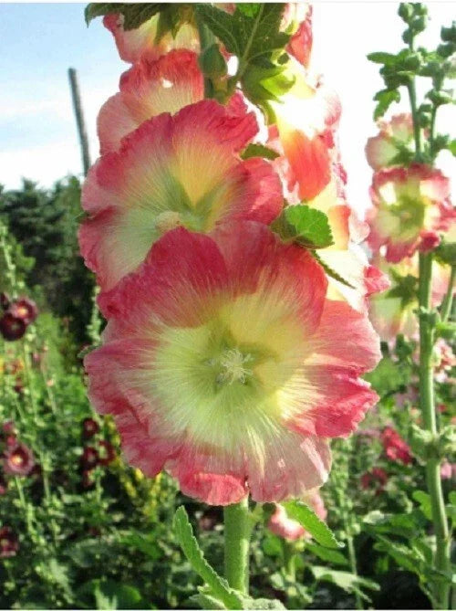 Hollyhock Seeds - 25 Perennial Flower Seeds - Yellow Pink Alcea rosea - Garden Border, Flower Bed, Pollinator Attracting