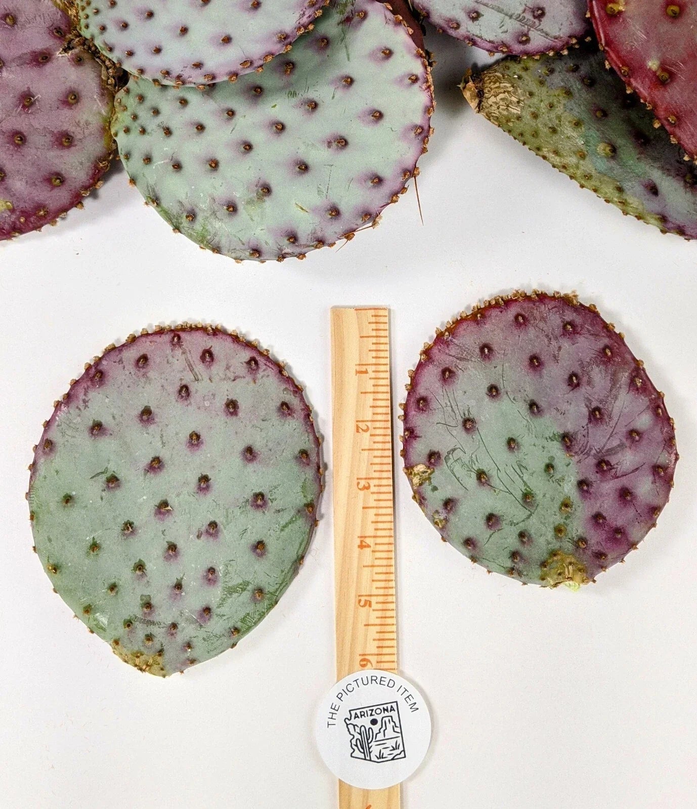 Santa Rita Purple Prickly Pear Cactus 3-Pack | Opuntia violacea | Arizona Grown | Vibrant Purple Pads for Desert Gardens