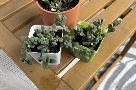 Ice Plant Succulent Live Plant - Corpuscularia lehmannii - Drought-Tolerant Ground Cover, Fleshy Leaves, Low Maintenance