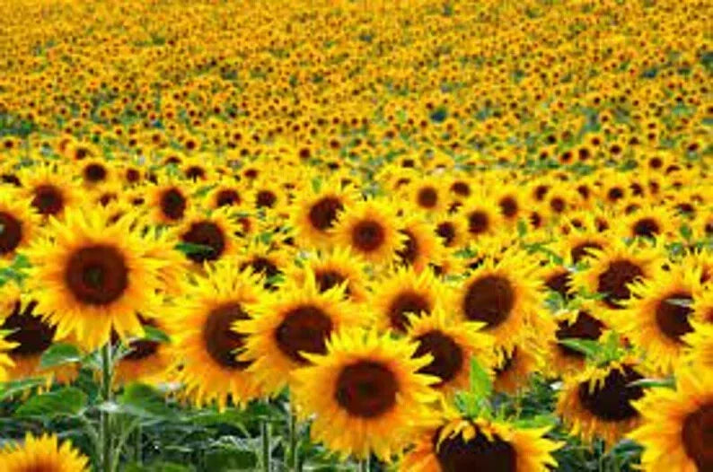 Assorted Organic Sunflower Seeds - 500 Count Non-GMO Helianthus annuus for Garden, Pollinator Attracting, Full Sun