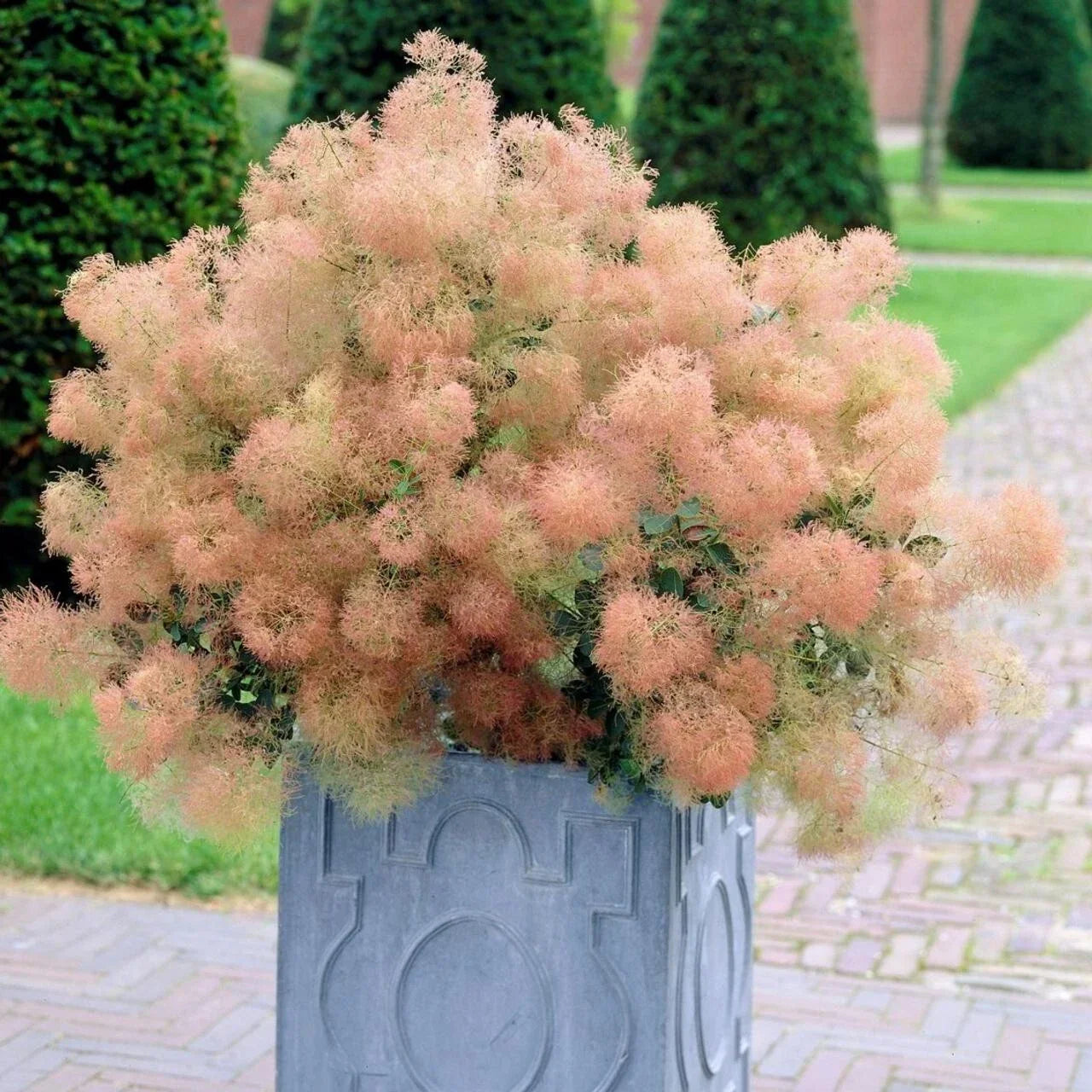 Young Lady Smoke Bush Seeds - 20 Pre-Stratified Cotinus coggygria for Gardens, Hedges & Borders, Drought Tolerant, Free Shipping