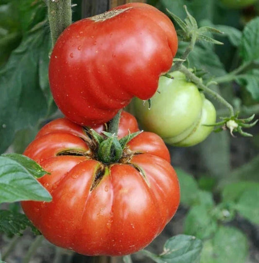 Mortgage Lifter Tomato Seeds - Large Beefsteak Heirloom Non-GMO, Indeterminate Variety, 100 Pack