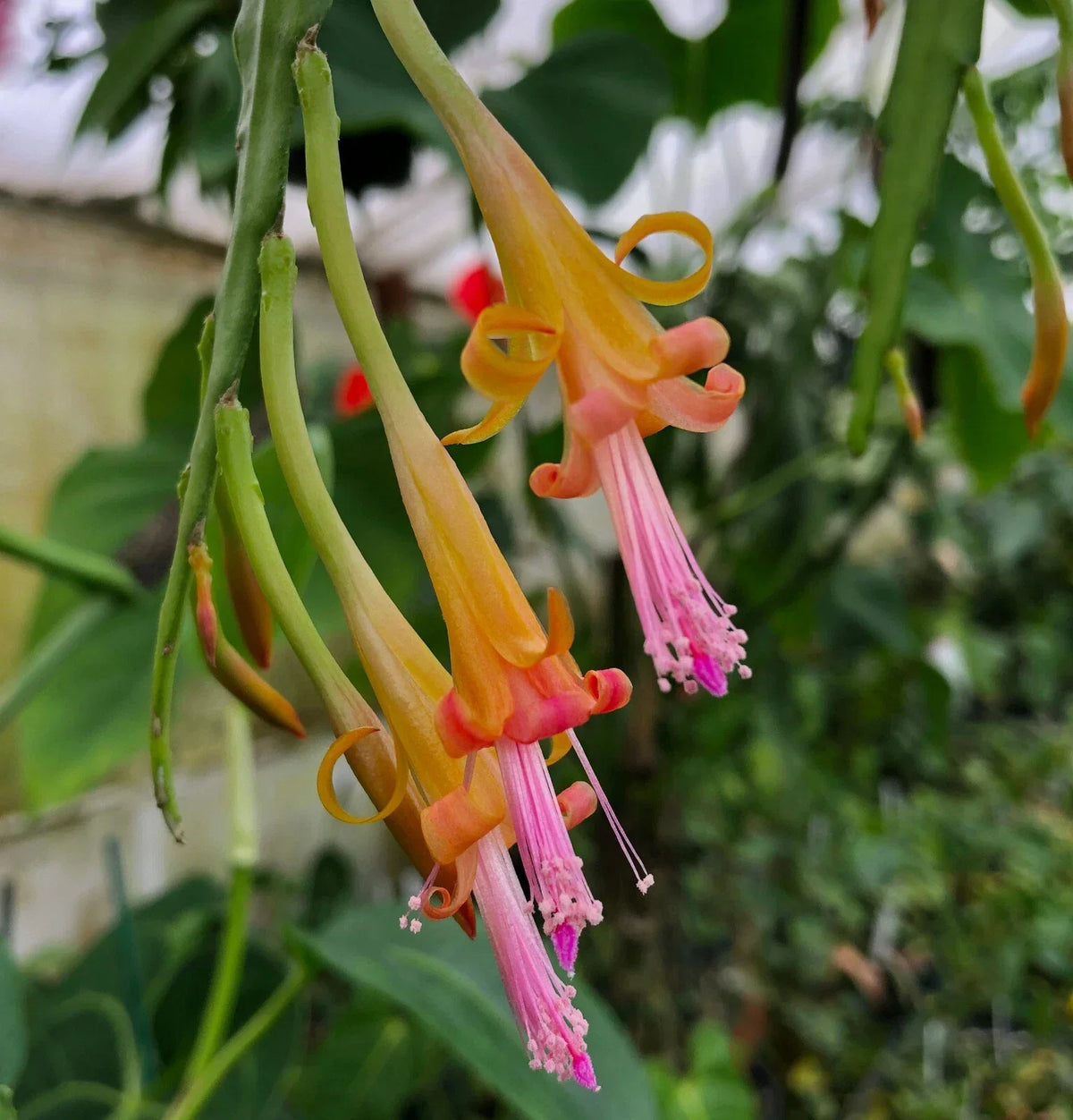 Rare Pastel Epiphytic Cactus | 4-Inch Disocactus salvadorensis | Unique Cloud Forest Indoor Plant | Exotic Home Decor