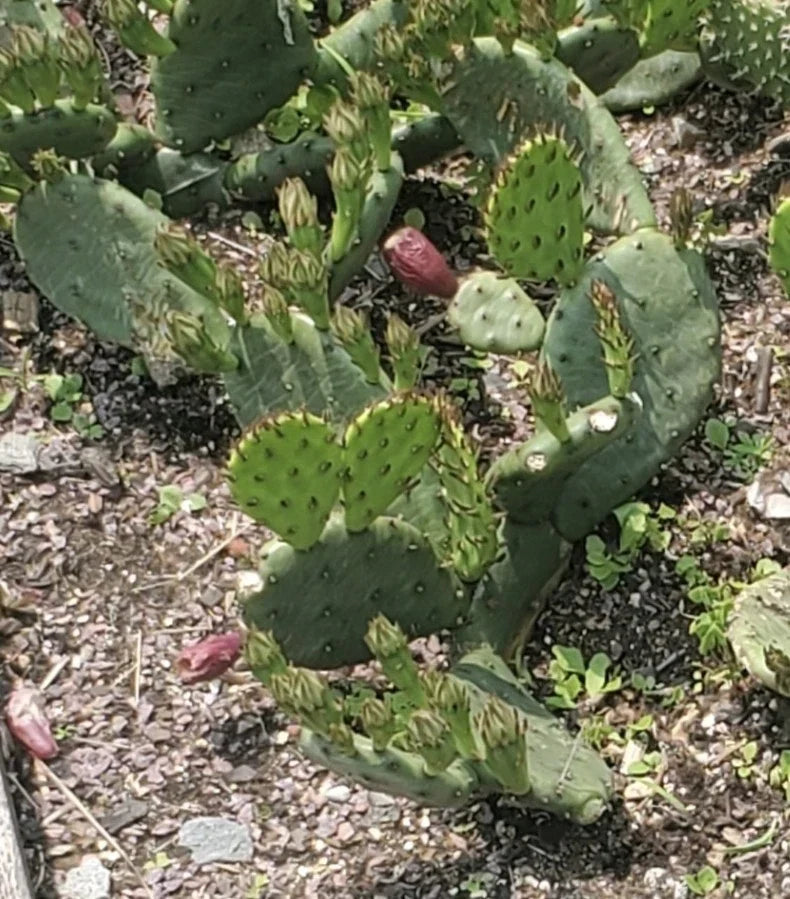 Eastern Prickly Pear Cactus Cutting | Cold Hardy Opuntia humifusa | Easy to Grow Succulent for Garden and Landscape