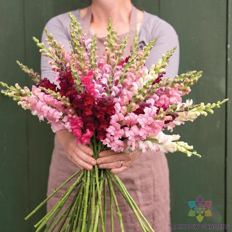 Snapdragon Seeds - Potomac Summer Berry Mix - Over 1000 Antirrhinum majus Flower Seeds for Garden, Borders, Containers