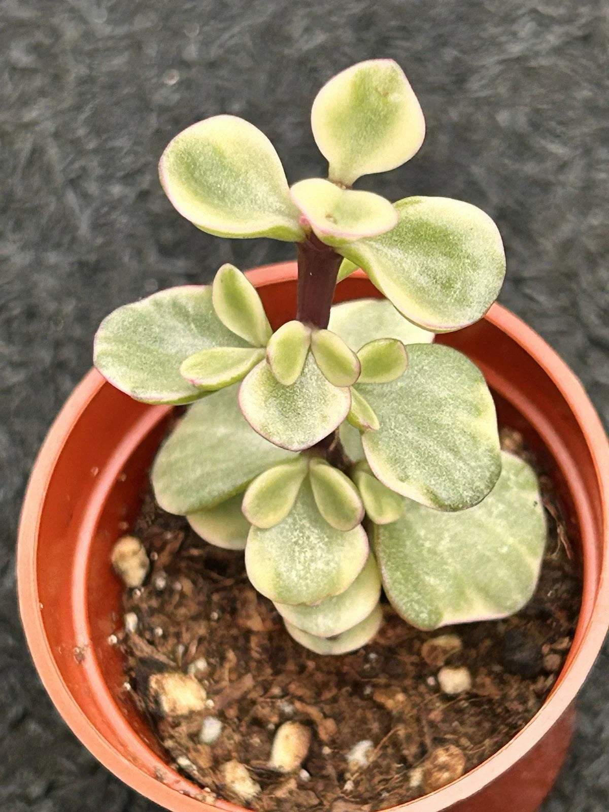 Variegated Jade Plant | Live Succulent | Green and White Leaves | Crassula Ovata | Indoor Plant, Easy Care