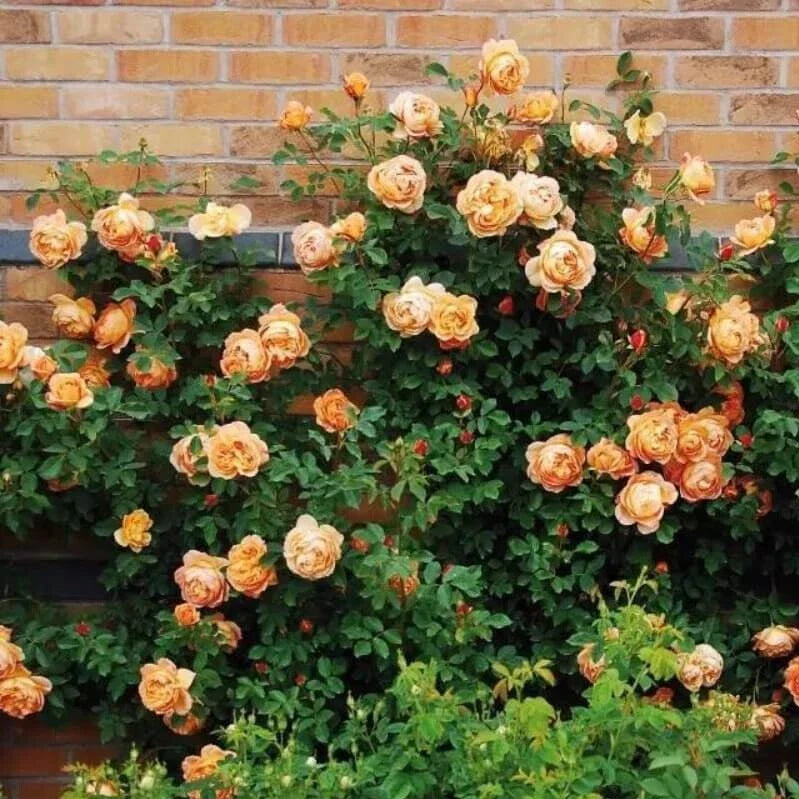 Climbing Light Orange Rose Seeds - 10 Perennial Shrub Flower Seeds - Rosa spp. for Garden, Trellis, Fence, Full Sun