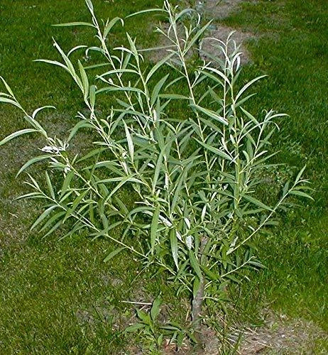 Jumbo Hybrid Willow Tree Cuttings – 12 Count, Thick Root Stock, Salix × sepulcralis, Fast-Growing Ornamental Screening Plants