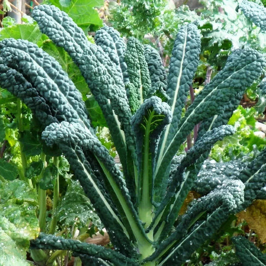 Lacinato Kale Seeds Pack of 100 – Italian Tuscan Brassica oleracea, Organic, Non-GMO, Full Sun, Easy to Grow, USA Garden
