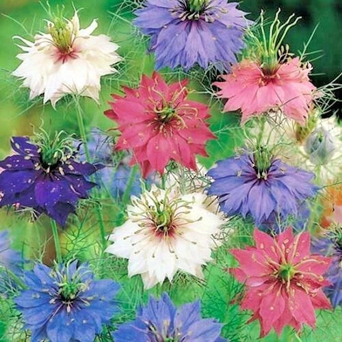 Love in a Mist Flower Seeds - 501+ Bulk Pack, Nigella damascena, Blue White Pink, Annual Cut & Dried Flowers, Easy to Grow